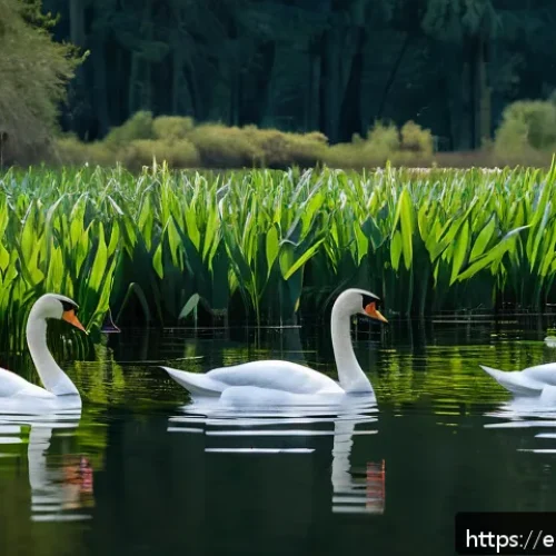 백조와 흑조의 서식지 비교 - A serene freshwater lake in a European natural park during spring, featuring elegant white trumpeter...