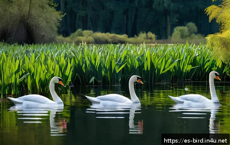 백조와 흑조의 서식지 비교 - A serene freshwater lake in a European natural park during spring, featuring elegant white trumpeter...
